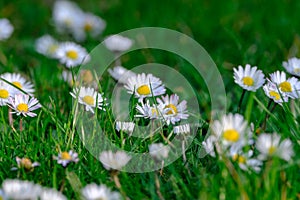 Little white and a bit pink Daisies or Bellis perennis flowers in green grass on a sunny spring meadow, macro of daisies,