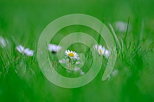 Little white and a bit pink Daisies or Bellis perennis flowers in green grass on a sunny spring meadow, macro of daisies,