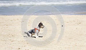 Little white and black dog playing with a ball on the beach