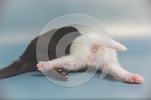 Little white and black kitty rear view paws and tail, anus, closeup