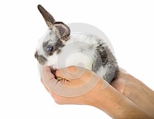 Little white and black rabbit sitting in hands