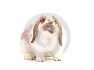 Little white and brown Holland lop rabbit isolated on white background.