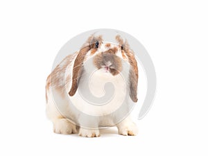 Little white and brown Holland lop rabbit isolated on white background. photo