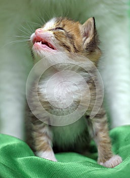 Little white with brown kitten at the age of 1 month