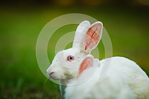 Little White Bunny eating grass