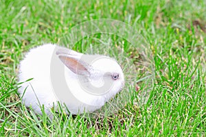 Little white bunny on the grass in the garden