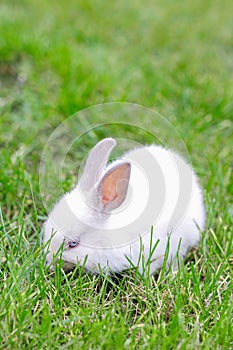 Little white bunny on the grass in the garden