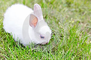 Little white bunny on the grass in the garden