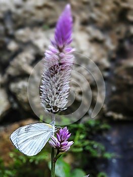 Little white butterfly on pink cockscomb flower in the garden