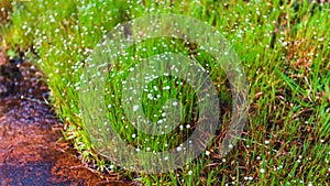 Little White Button Grass Flower in Forest