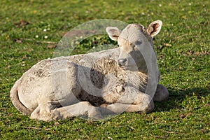 Little white calf