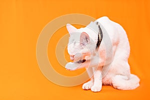 little white cat grooms itself on an orange background photo