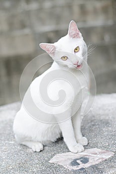 Little white cat mouth open sitting