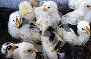 Little white chickens sit waiting for a brood hen