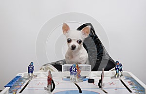 A little white Chihuahua dog is playing the game - table hockey and looking sweetly in front of him.