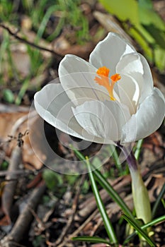 Little white crocus