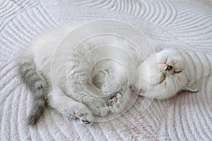 Little white cute kitten sleeps on its side