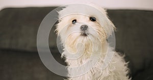 little white cute puppy with wet hair sits on the couch, looks into the camera and shakes