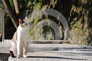 Little white cute short hair cat look up curiously