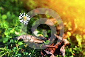 Little white daisy flower in green grass. Soft light vintage eff