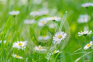 Little white daisy flowers in the grass