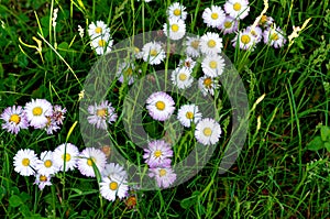 Little white daisy flowers in the spring sun on the grass