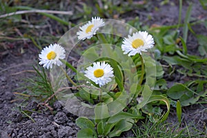 Little white daisy heart shaped flower