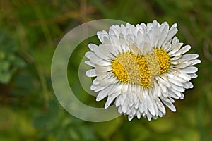 Little white daisy heart shaped flower
