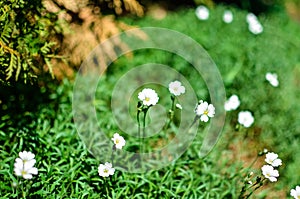 Little white Daisy or other flowers on the grass