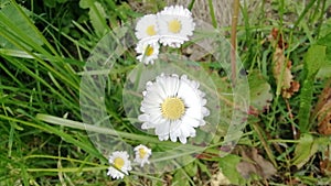 Little white daisy in south germany in spring time