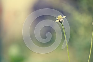 Little white Daisy. - Vintage effect style pictures