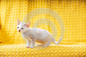 Little White Devon Rex Kitten Kitty. Short-haired Blue-eyed Cat Of English Breed On Yellow Plaid Background. Shorthair