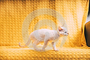 Little White Devon Rex Kitten Kitty. Short-haired Blue-eyed Cat Of English Breed On Yellow Plaid Background. Shorthair