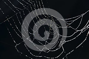 Little white dews on spider webs with black background