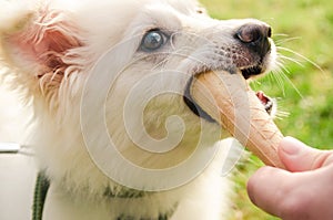 Dog eating icecream