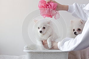 Little white dog Pomeranian sits in a white basin on top of the hand with a washcloth, the other hand holds the dog, another dog