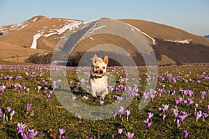 Little white dog running on the crocus flowers with his stick