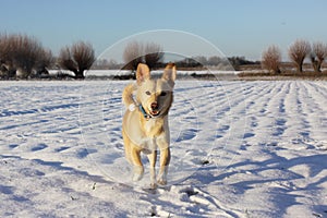 Little white dog running in the snow