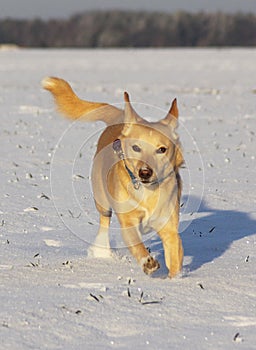 Little white dog running in the snow