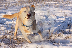 Little white dog running in the snow