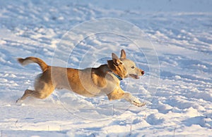 Little white dog running in the snow