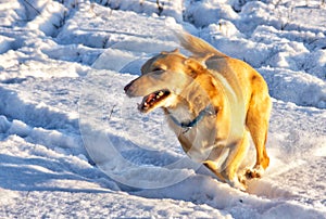 Little white dog running in the snow