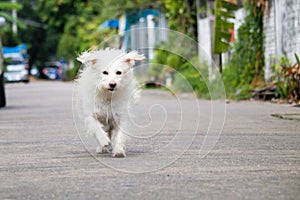 The Little white dog running on the streeet photo
