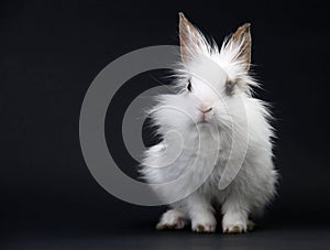 Little White Domestic Rabbit