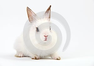 Little White Domestic Rabbit on White Background