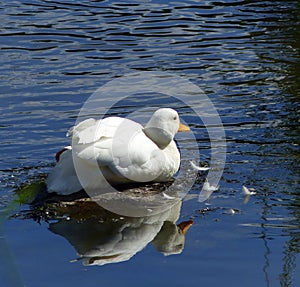 Little white duck, sitting in the river....