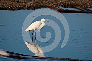 Little white Egret, Egreta garzetta in natural environment