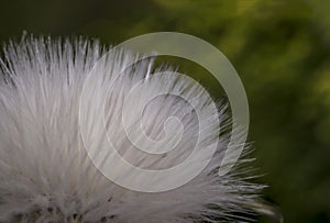 Little white eriophorum cotton flower