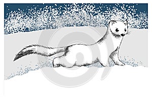 The little white ermine