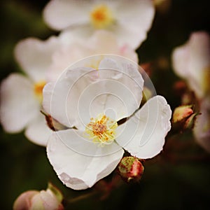 Little white flower